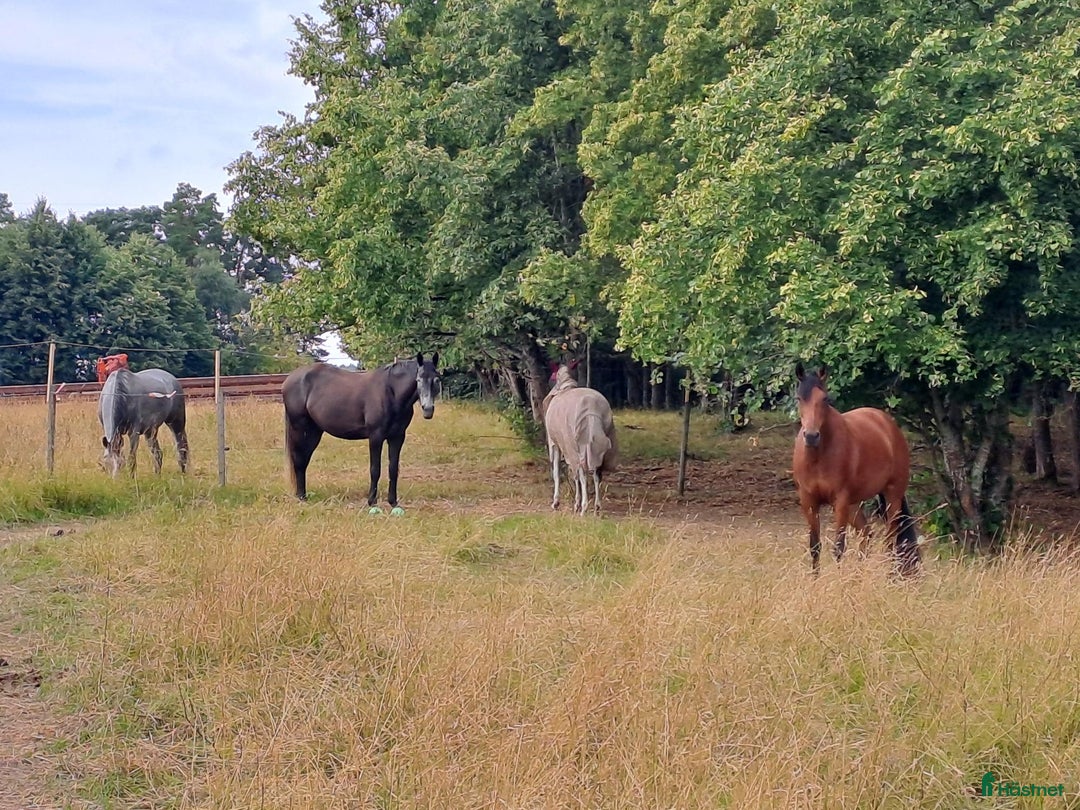  stallplats finnes: Kollektiv eller Service Adolfsbergs stallet i Bro - Annons 7