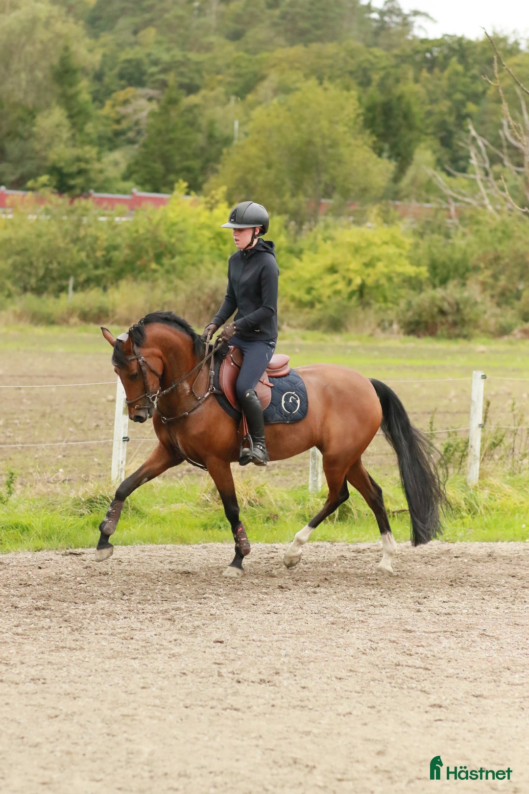 Allround hästar till salu: Kvalitets sto 8 år i Fjärås - Annons 2