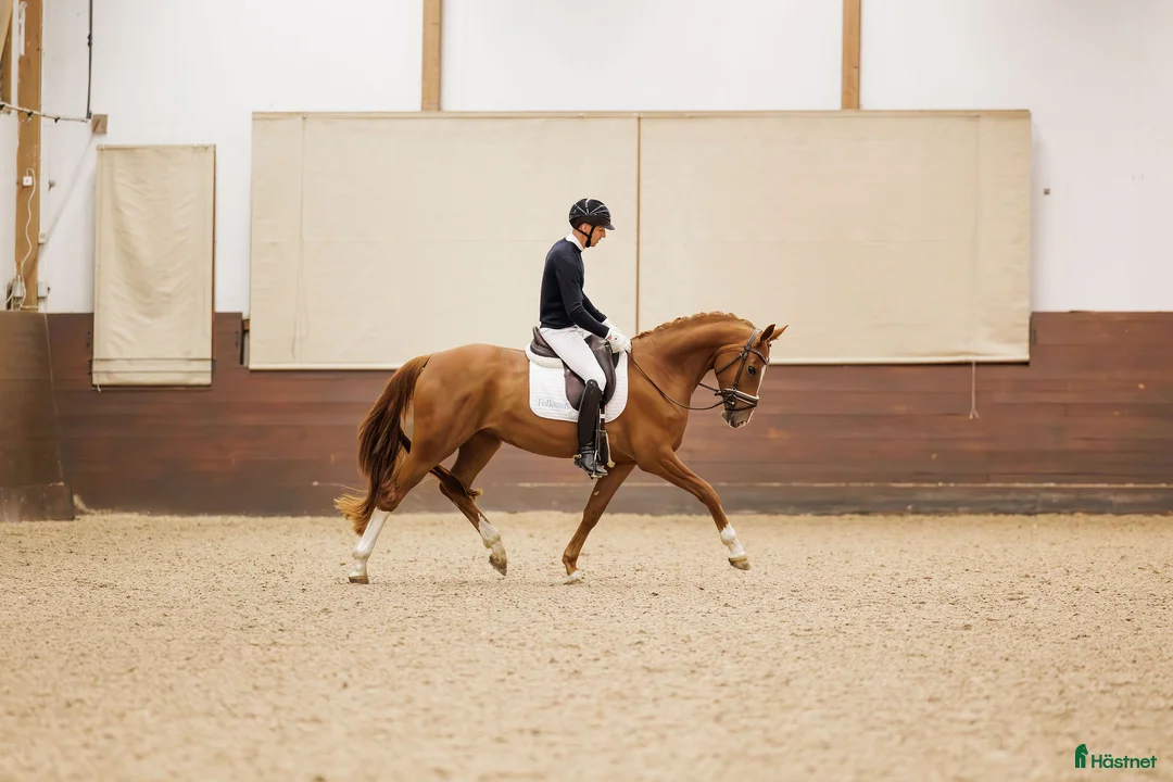 Dressyr hästar till salu: Kvalitetssto e: Quaterhit HÖG Ridbarhet - Annons 5