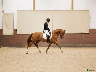 hästar Kvalitetssto e: Quaterhit HÖG Ridbarhet - Annons 4