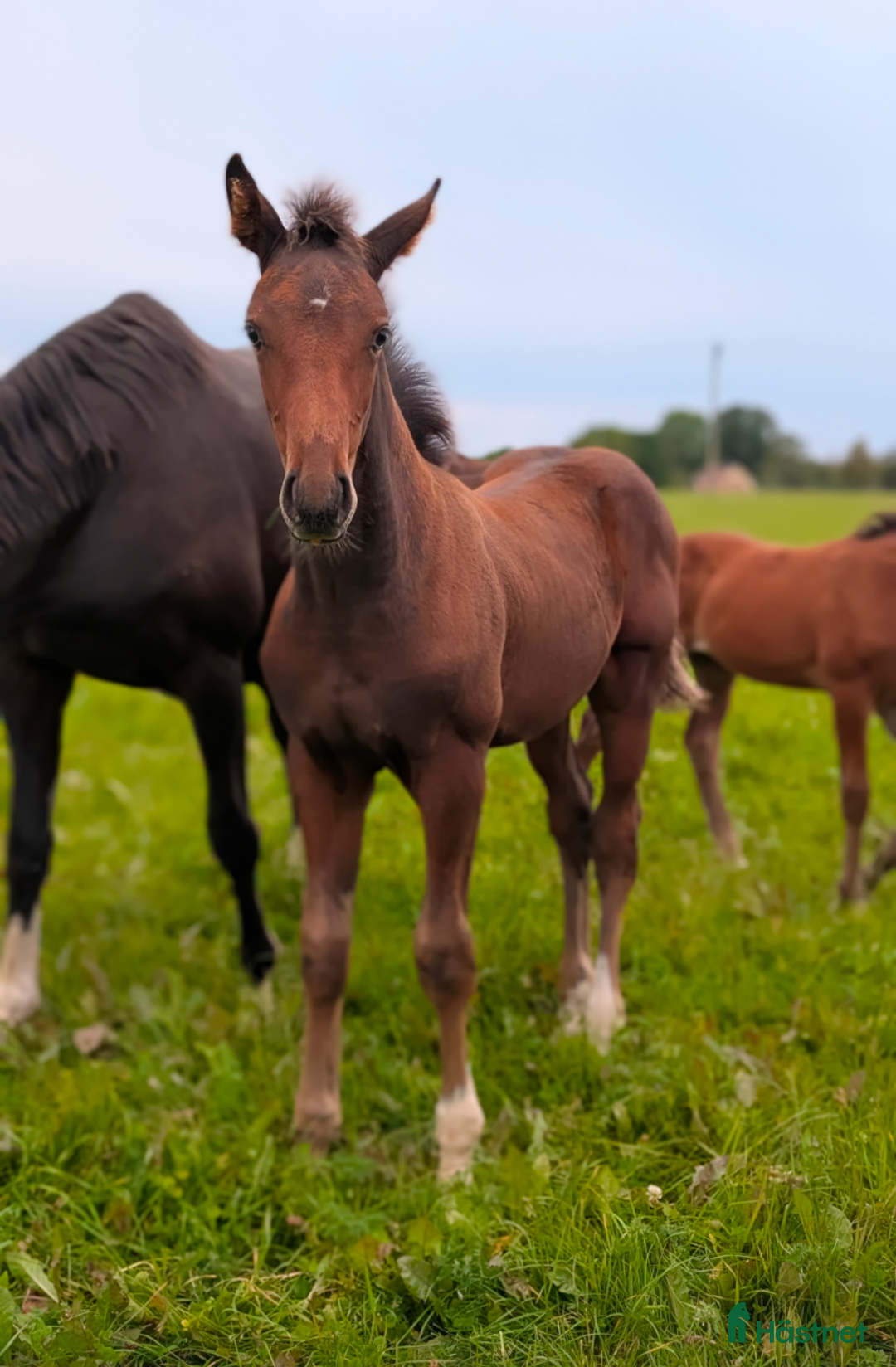Hoppning hästar till salu: Lyxig julklapp i Falköping - Annons 3
