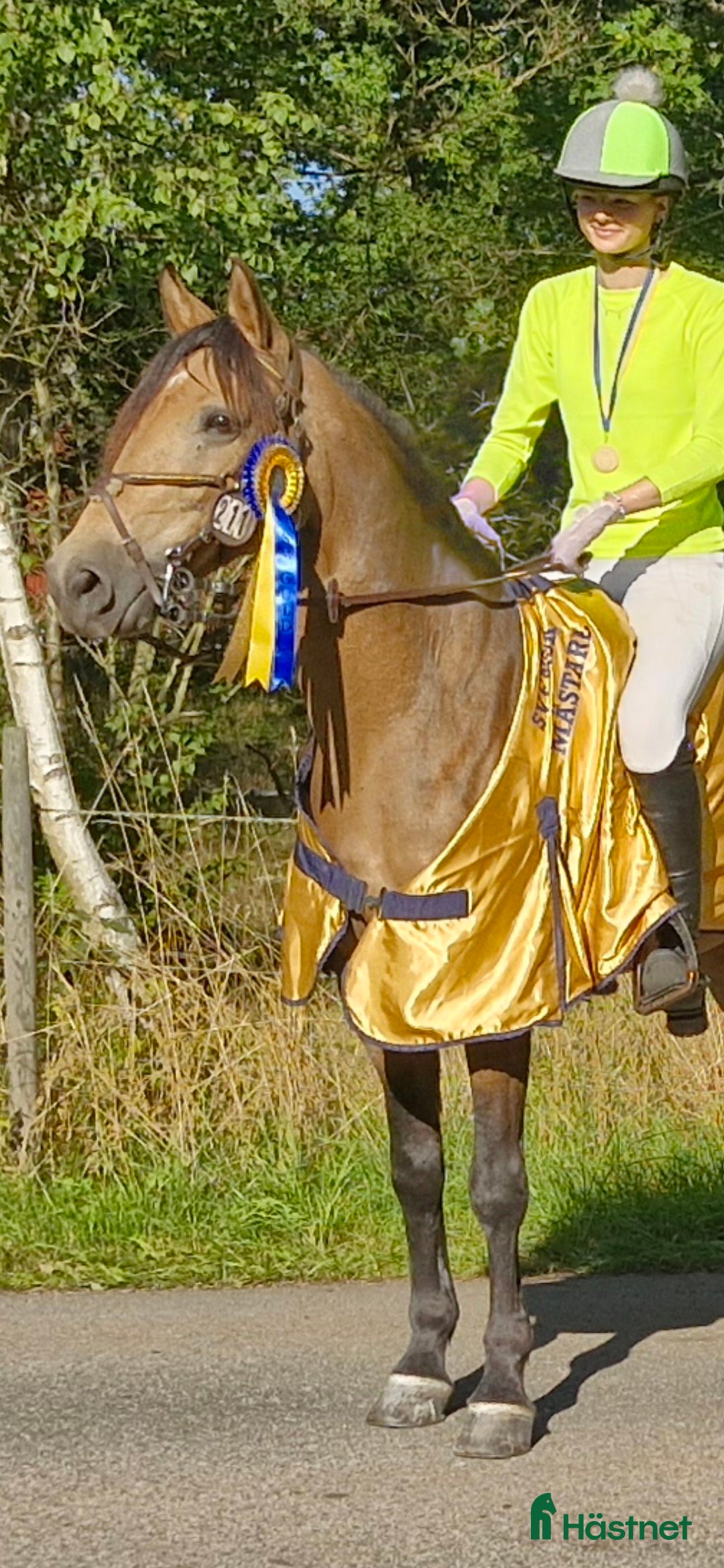 Fälttävlan hästar till salu: Fantastisk fälttävlansponny i Uppsala - Annons 4