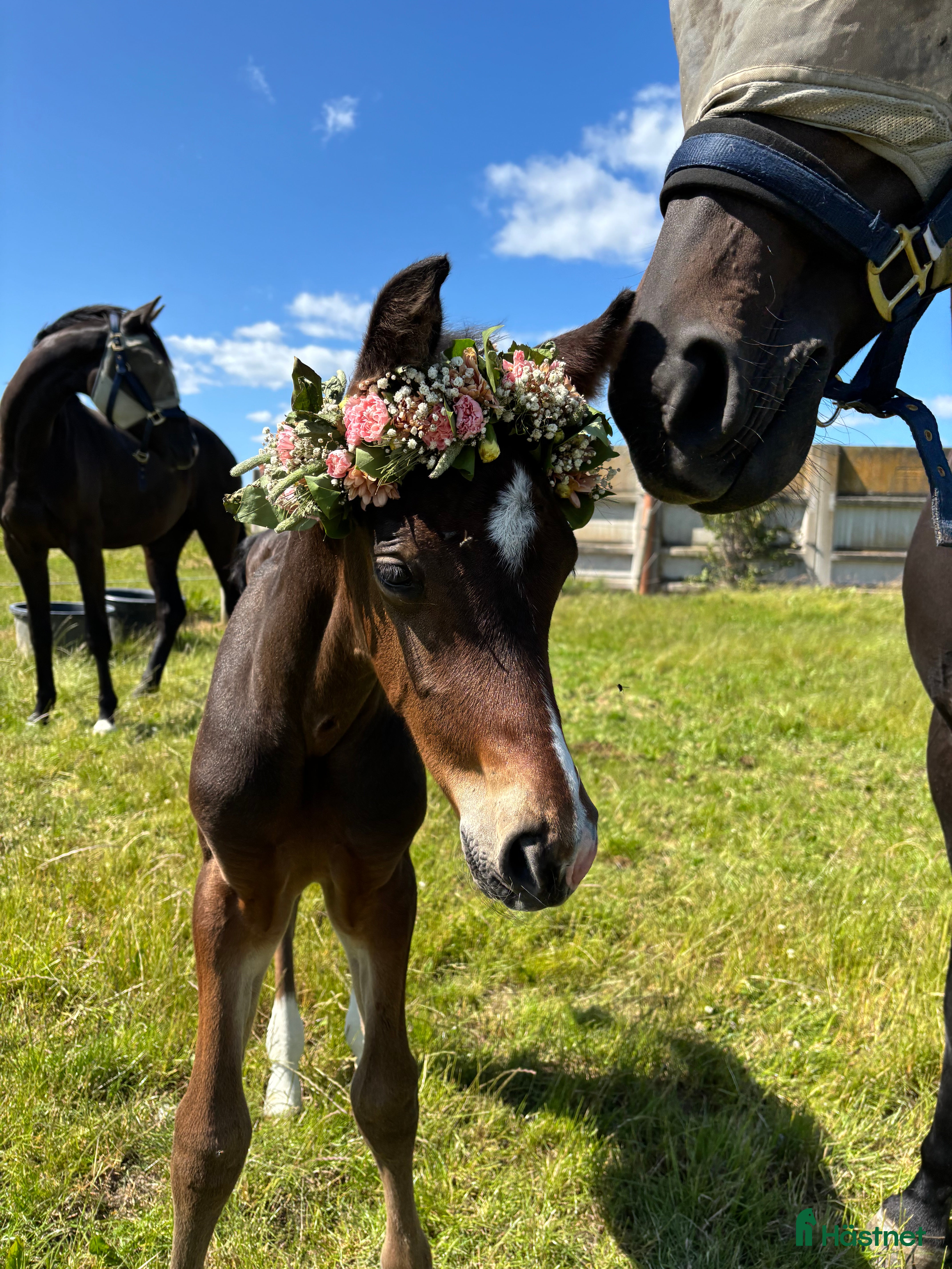  hästar Mycket socialt sto söker nytt hem!  i Lidköping - Annons 4