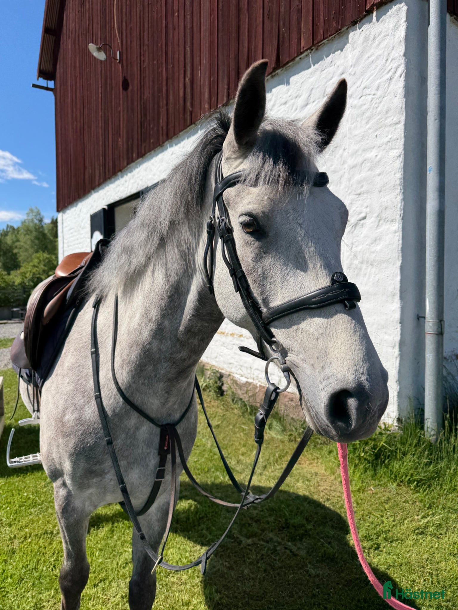  hästar Tävlingsponny  - Annons 1