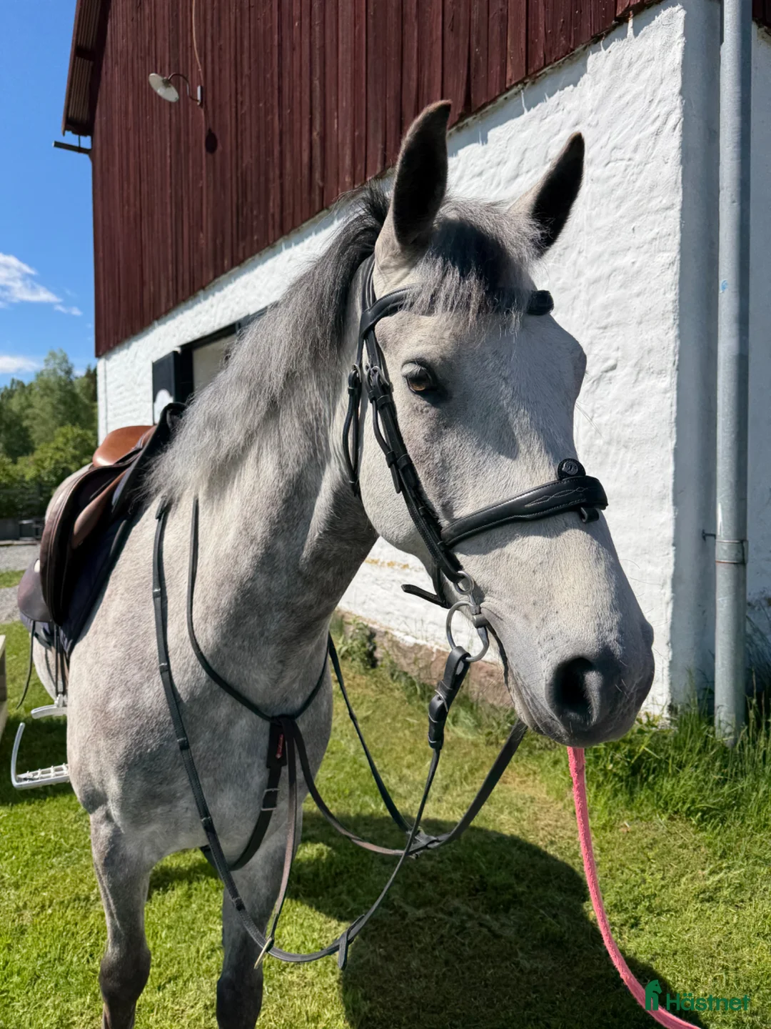 Hoppning hästar till salu: Tävlingsponny  - Annons 1