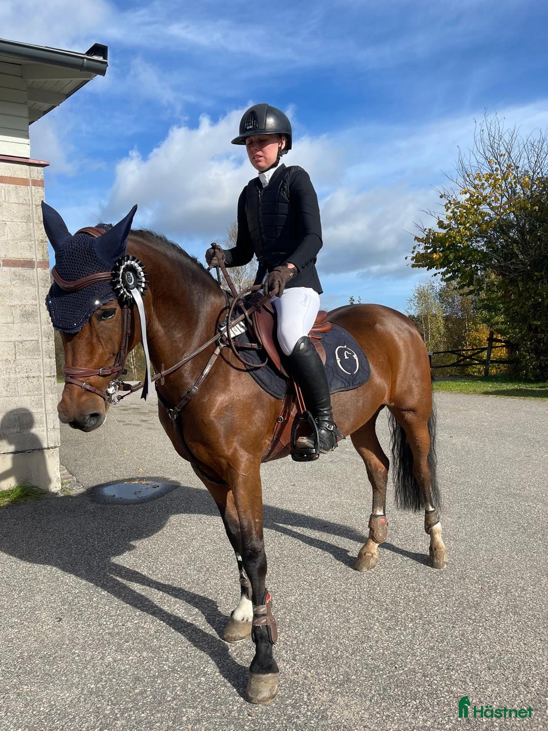 Hoppning hästar till salu: Kvalitetssto  i Fjärås - Annons 1