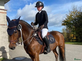 hästar Kvalitetssto i Fjärås - Annons 7