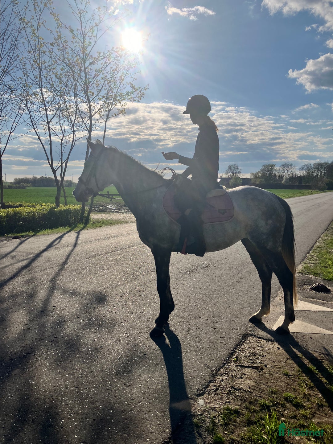 Hoppning hästar till salu: Talented jumping pony - Annons 3