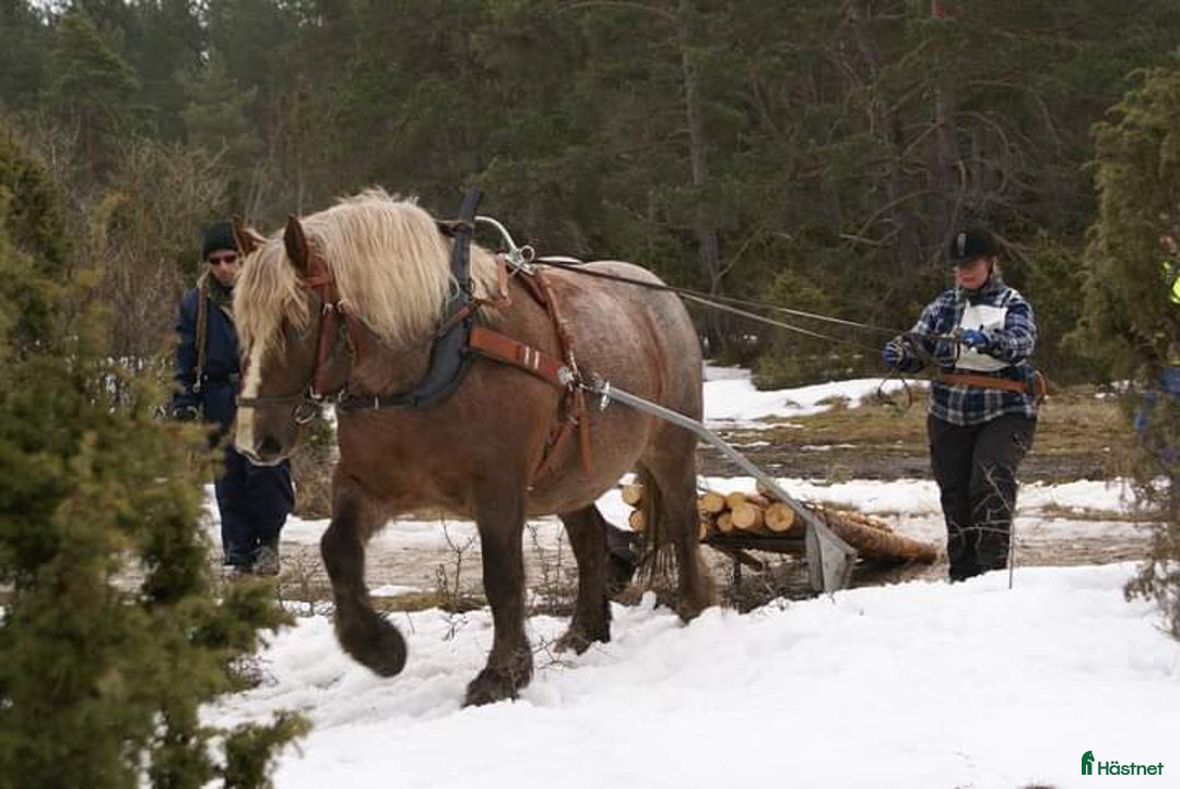 Working Equitation hästar till salu: PRE korsning Framtida bästa vännen. i Havdhem - Annons 14