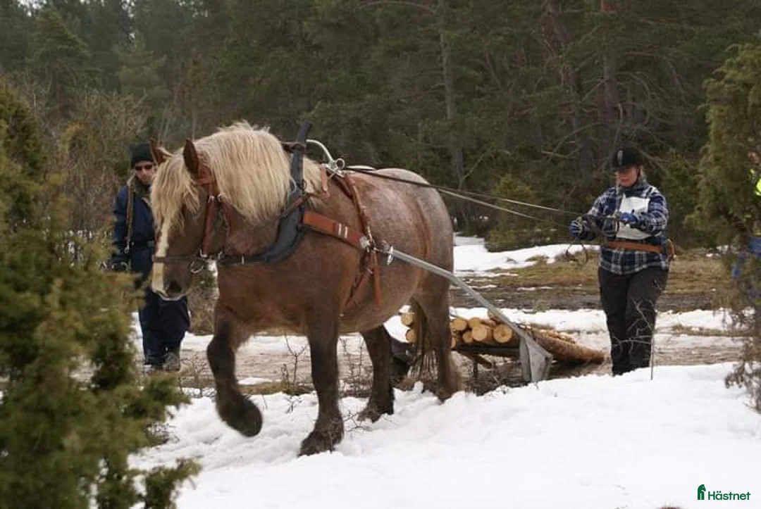Working Equitation hästar till salu: PRE korsning Framtida bästa vännen. - Annons 14