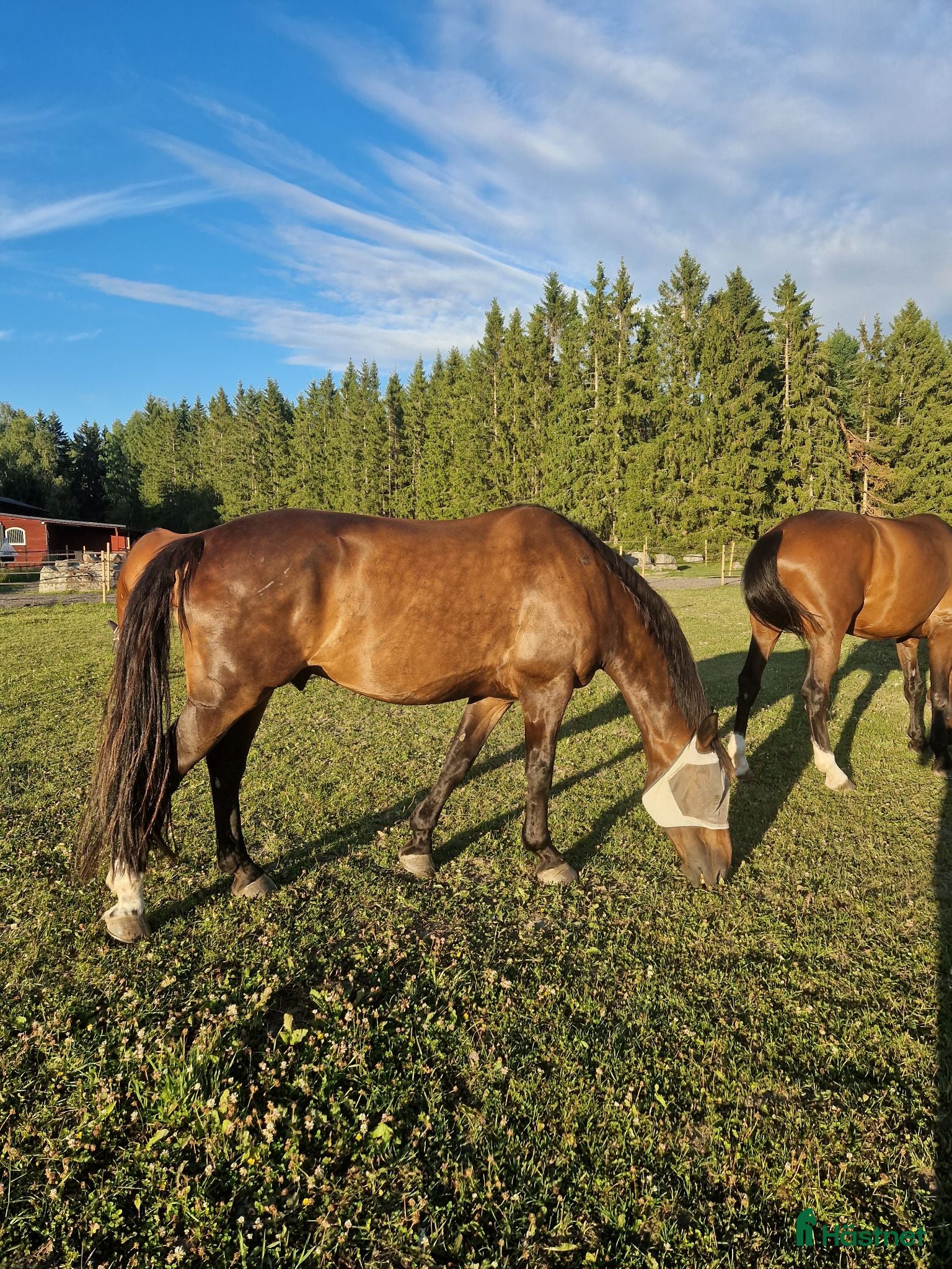  hästar Dressyrhäst söker hem omgående! - Annons 4