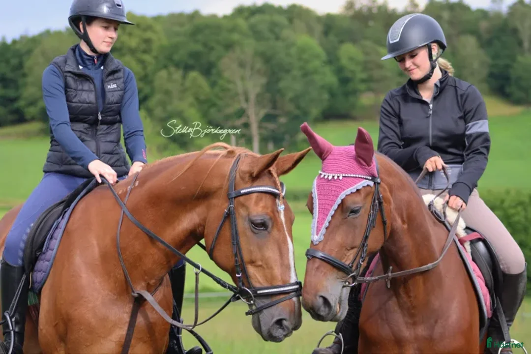 Allround hästar till salu: Ridtravare säljes i Björketorp - Annons 3