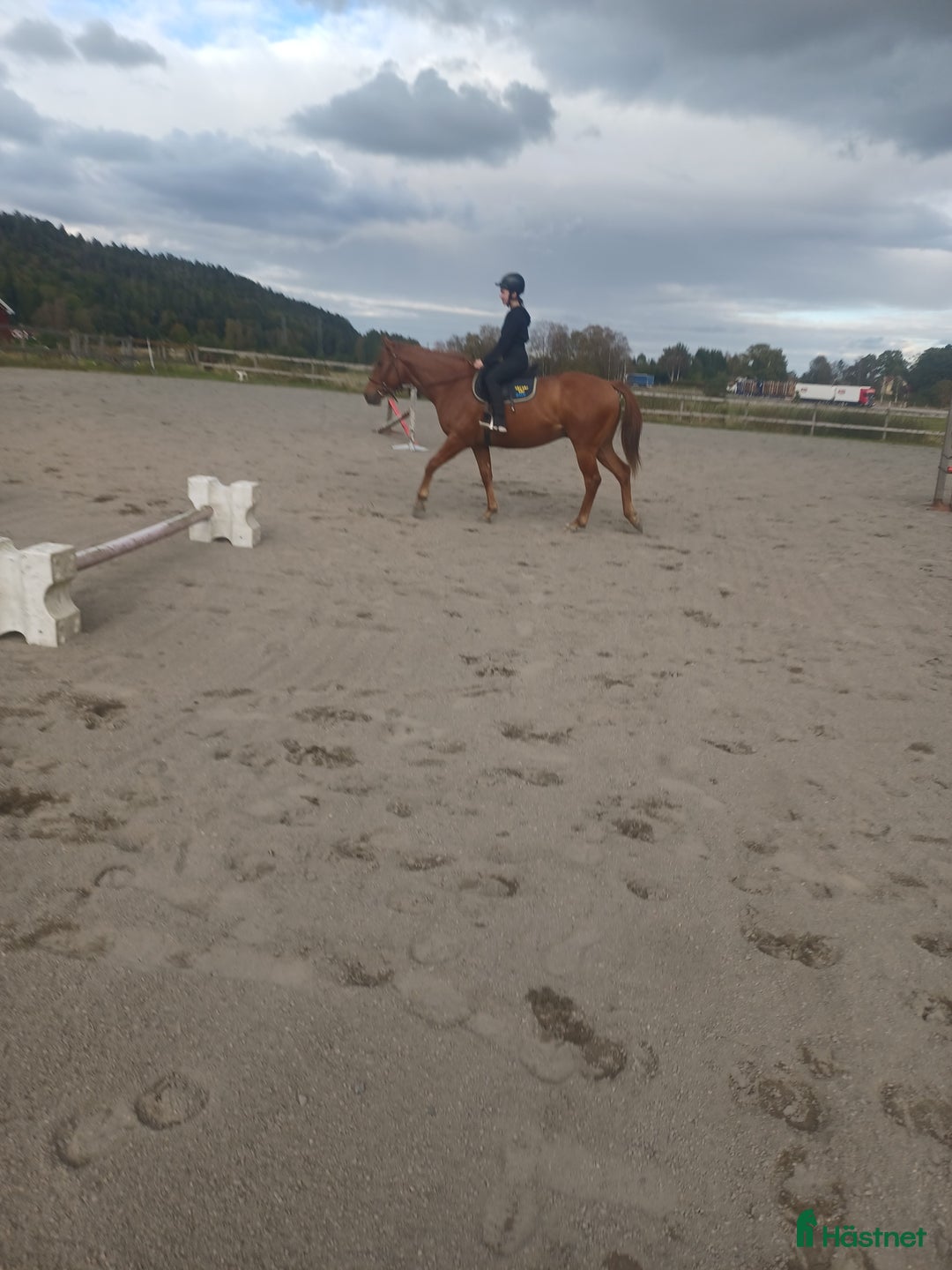 Allround hästar till salu: Ridhäst i Trollhättan - Annons 3