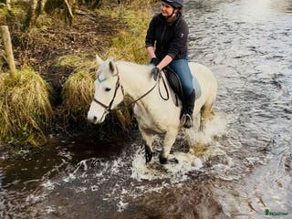 hästar 6yo Connemara gelding i Ljungby - Annons 4