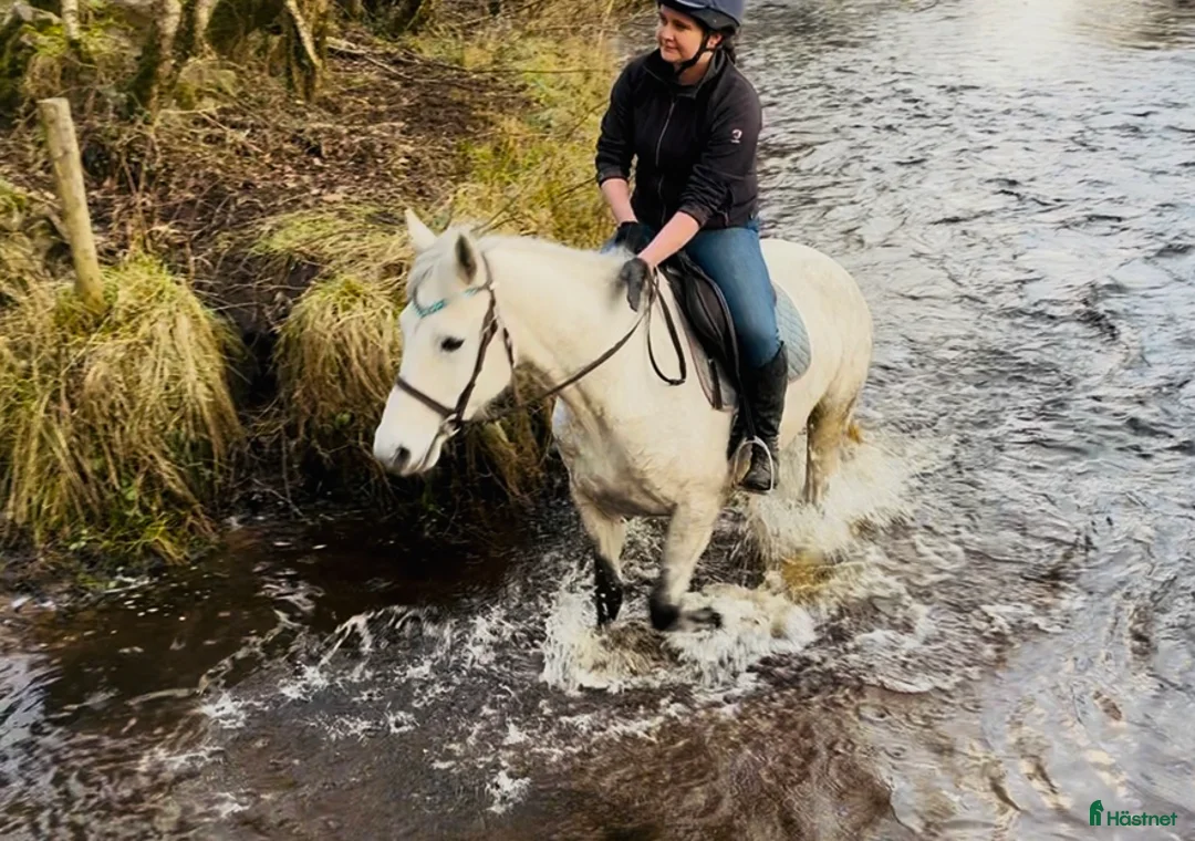 Allround hästar till salu: 6yo Connemara gelding  i Ljungby - Annons 1