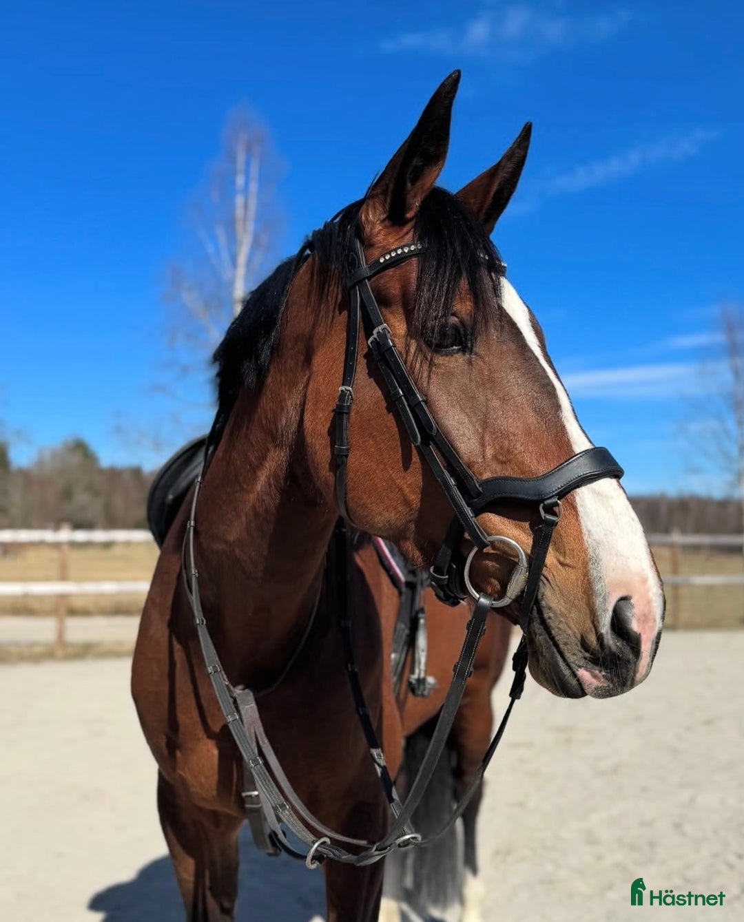 Hoppning hästar till salu: Fynd 🌟 - Annons 2