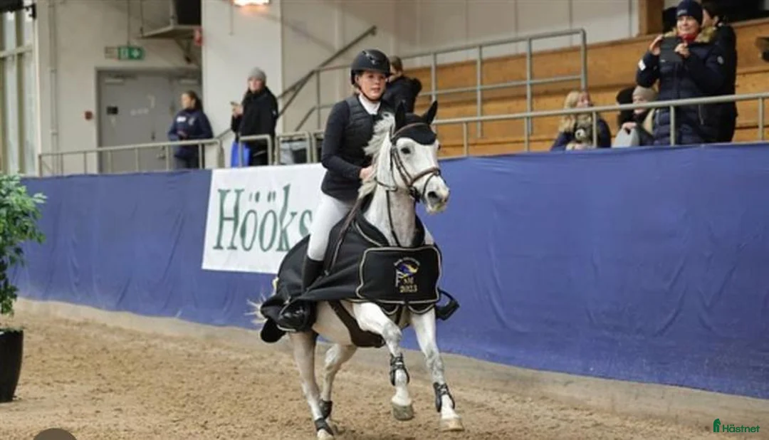 Hoppning hästar till salu: Fullstammad svensk ridponny, sto född 2009, - Annons 1