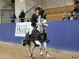 hästar Fullstammad svensk ridponny, sto född 2009, - Annons 12