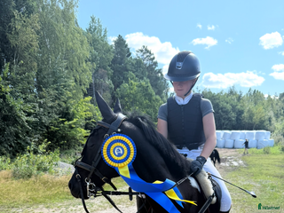 hästar Fantastisk tävlingsponny till salu i Älvkarleby - Annons 7