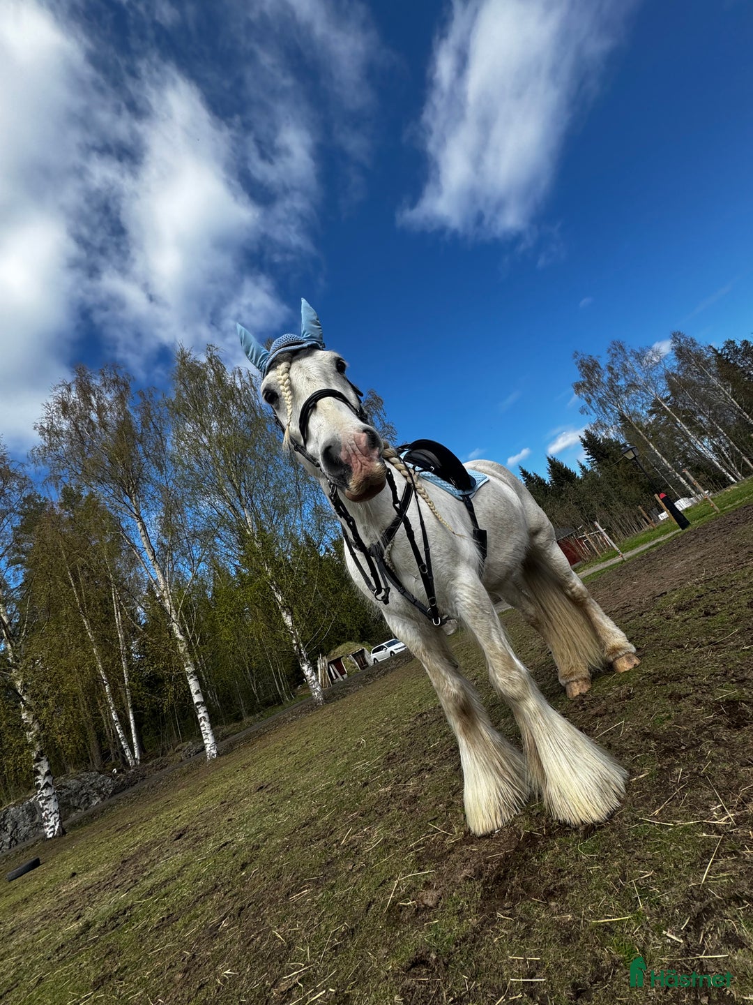 Allround hästar till salu: Drömhäst  i Ljungaverk - Annons 2