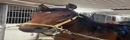 Trav hästar till salu: Premieklar 2-åring - Annons 3