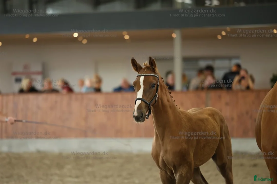 Dressyr hästar till salu: Smuk vallak, med stort potentiale i Frederikssund - Annons 2