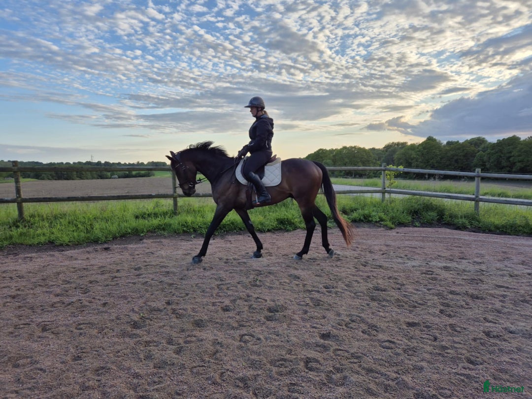 Allround hästar till salu: Lakrits i Genarp - Annons 6