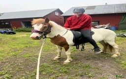 Island hästar till salu: Samtliga hästar  i Sankt Anna - Annons 1