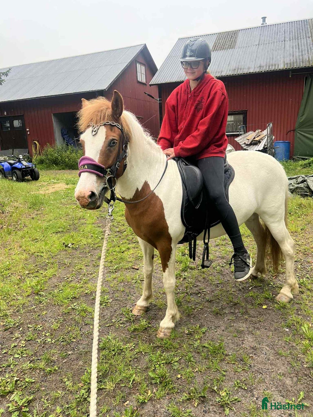 Island hästar till salu: Samtliga hästar  i Sankt Anna - Annons 1