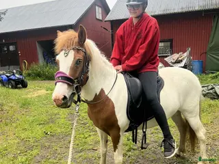 hästar Samtliga hästar - Annons 15