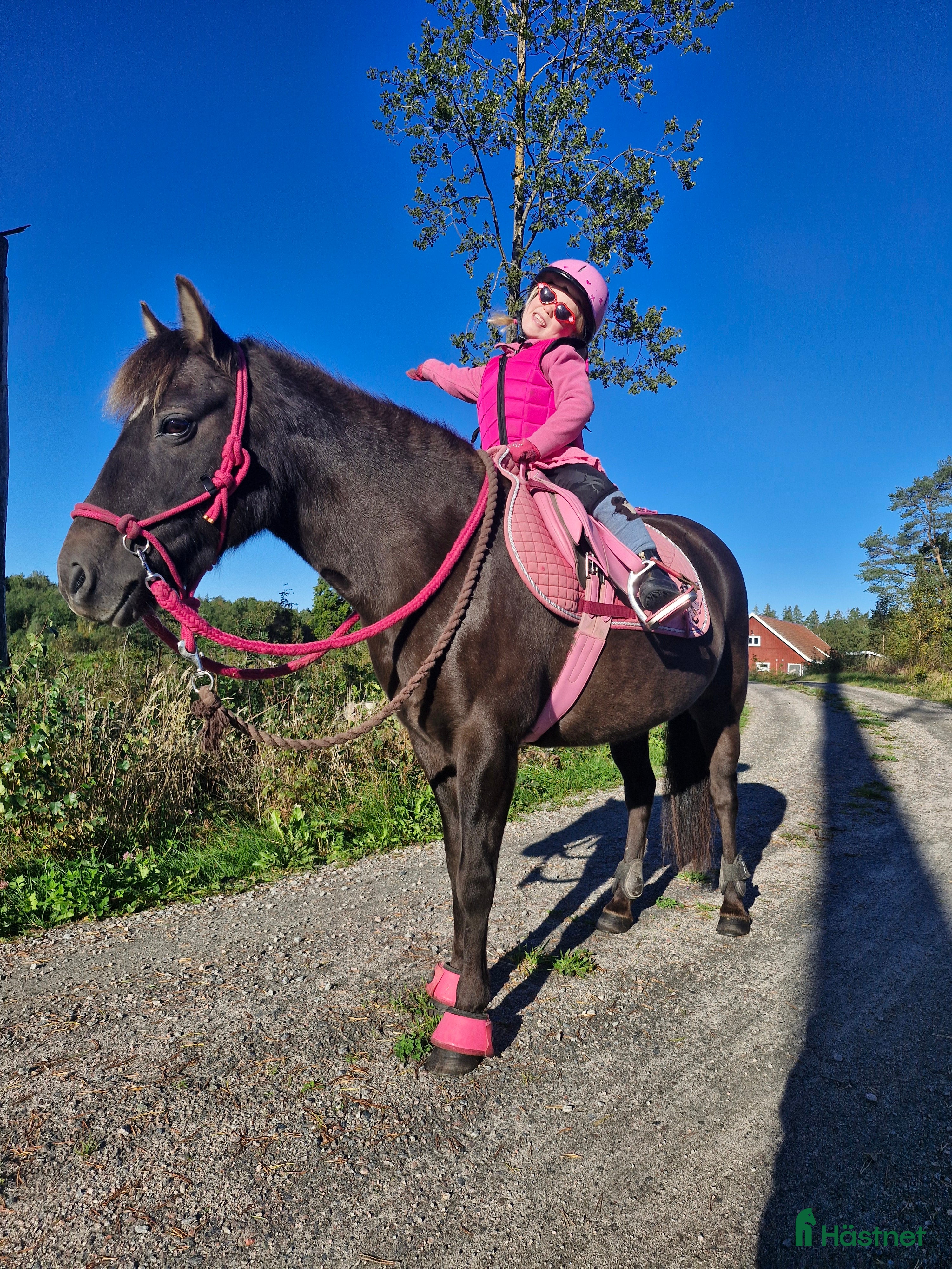  foderhäst Foderponny sökes - Annons 1