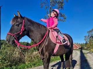 foderhäst Foderponny sökes - Annons 1