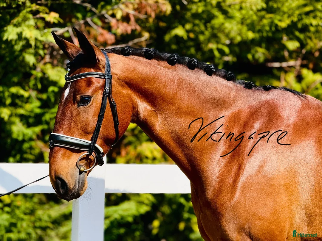 Dressyr hästar till salu: PSLusitano sto  - Annons 2