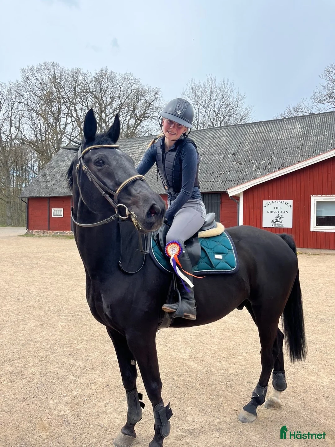 Allround hästar till salu: Världens bästa Otto🌟 i Tingsryd - Annons 1