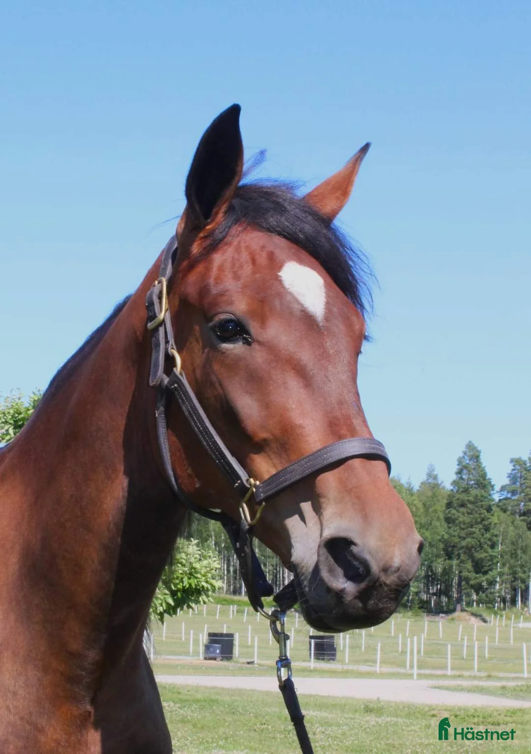 Trav hästar till salu: Välstammat 4 årigt sto - Annons 2