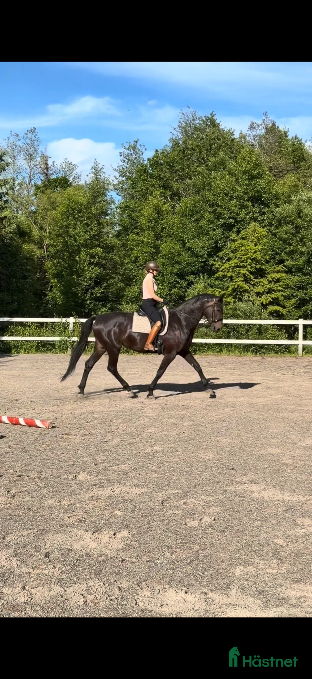 Dressyr hästar till salu: Sista chansen innan sommarbete!! - Annons 1