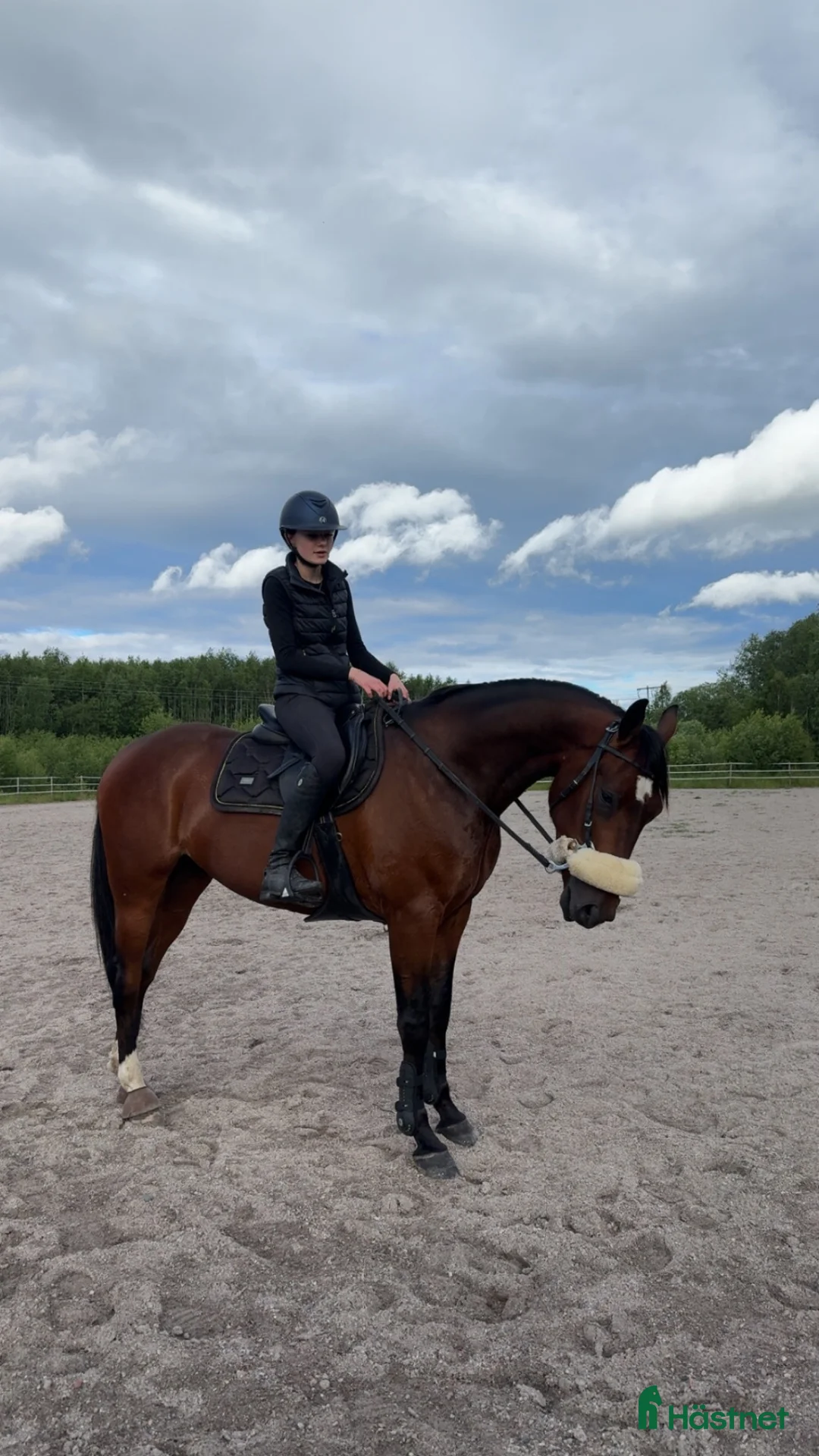 Allround hästar till salu: Hästarna som inte växer på träd - Annons 2