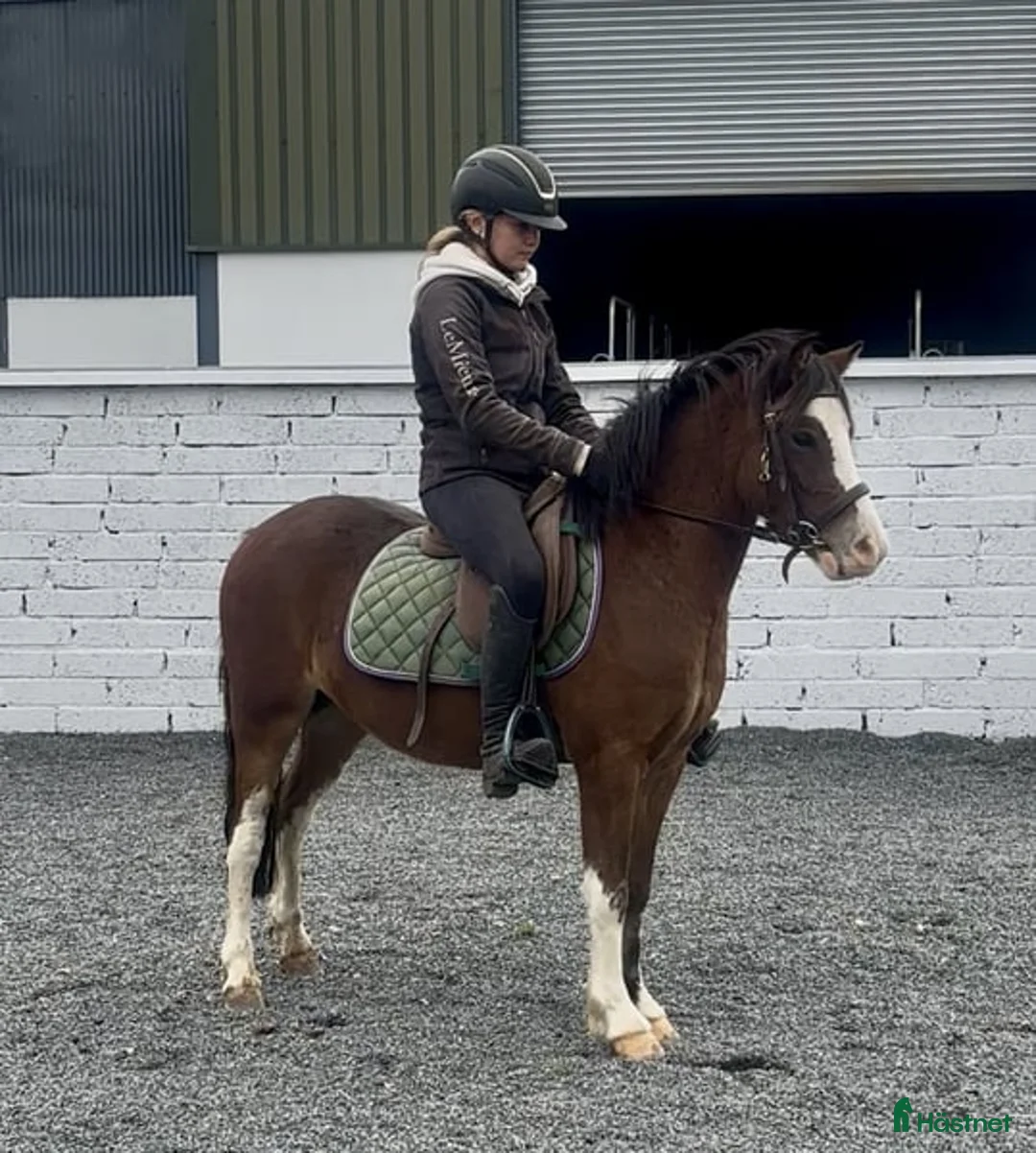 Allround hästar till salu: Beautiful Welsh section A i Stockholm - Annons 6