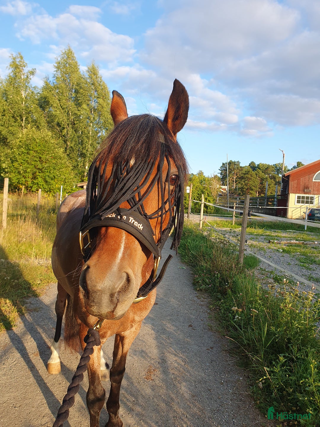 Allround hästar till salu: Trygg bästa vän! i Åkersberga - Annons 3