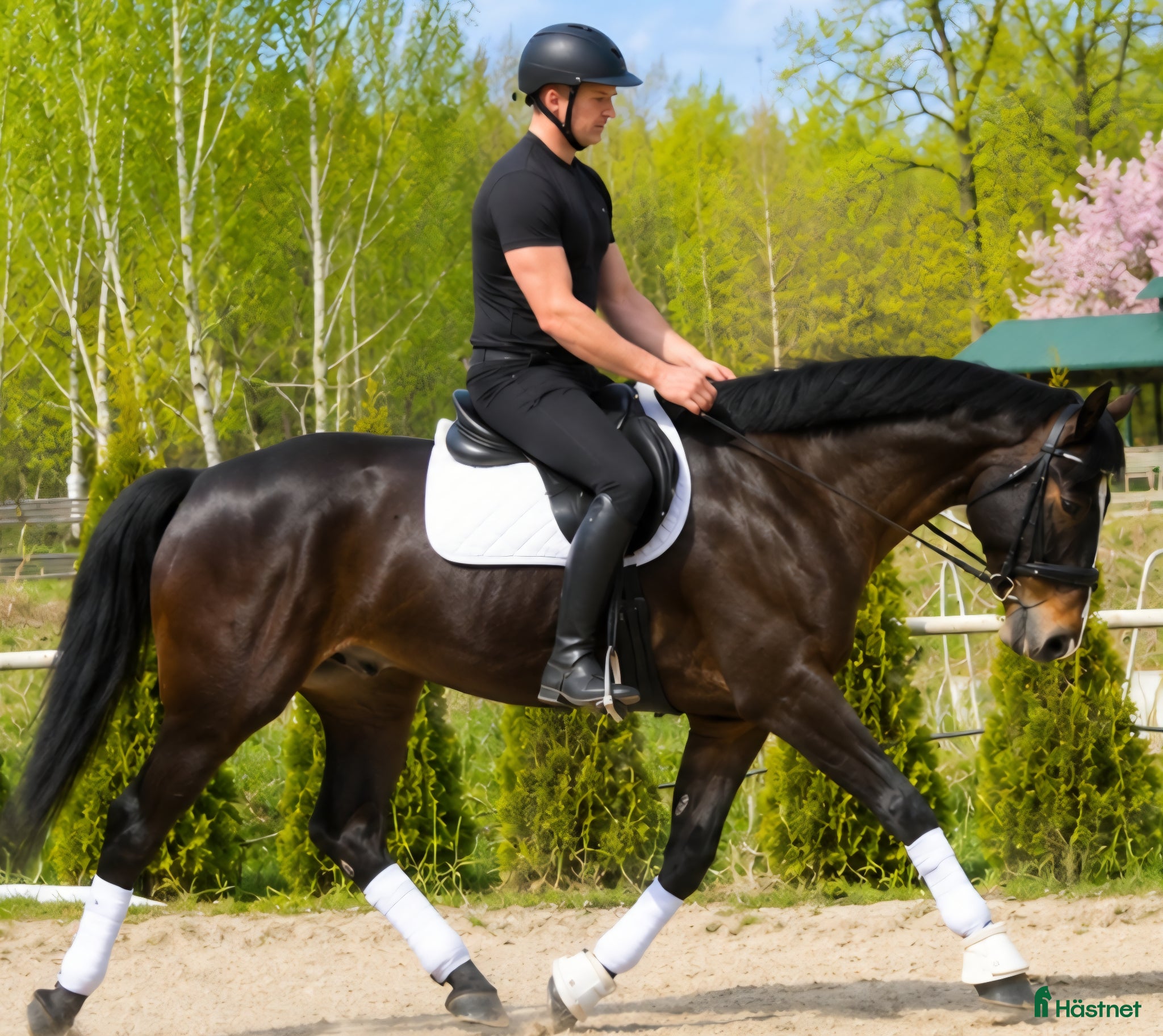  hästar Stunning Premium Allrounder - Annons 2