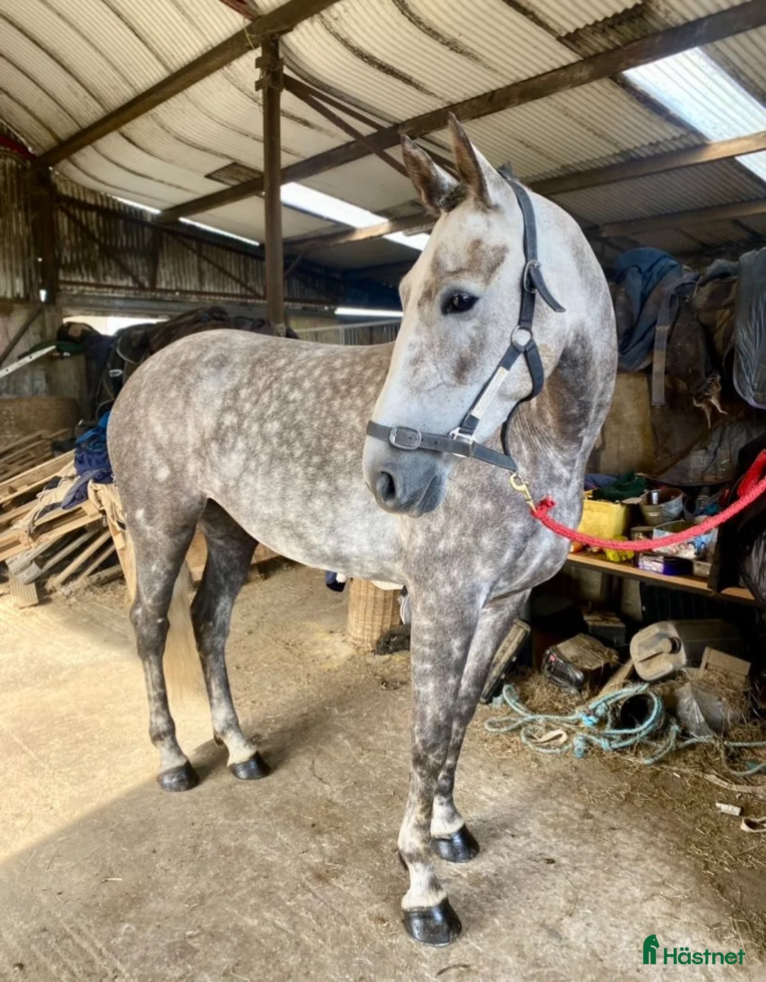 Allround hästar till salu: Allrounder horses i Ljungby - Annons 5