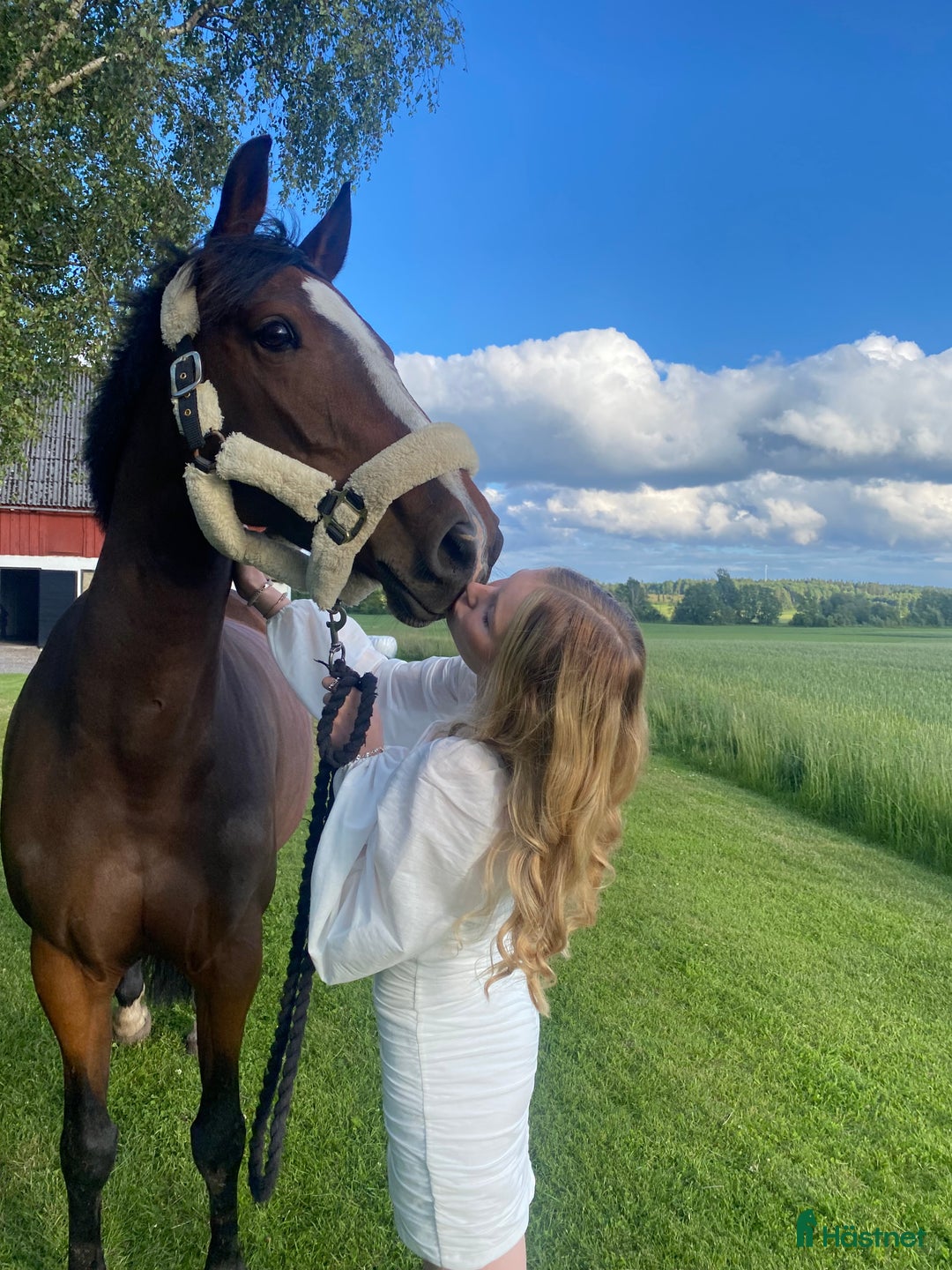 Allround hästar till salu: Vackert sto i Vårgårda - Annons 1