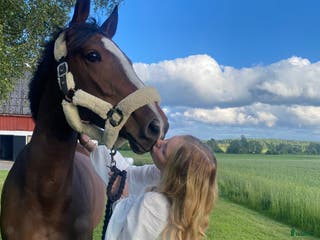 hästar Vackert sto - Annons 13