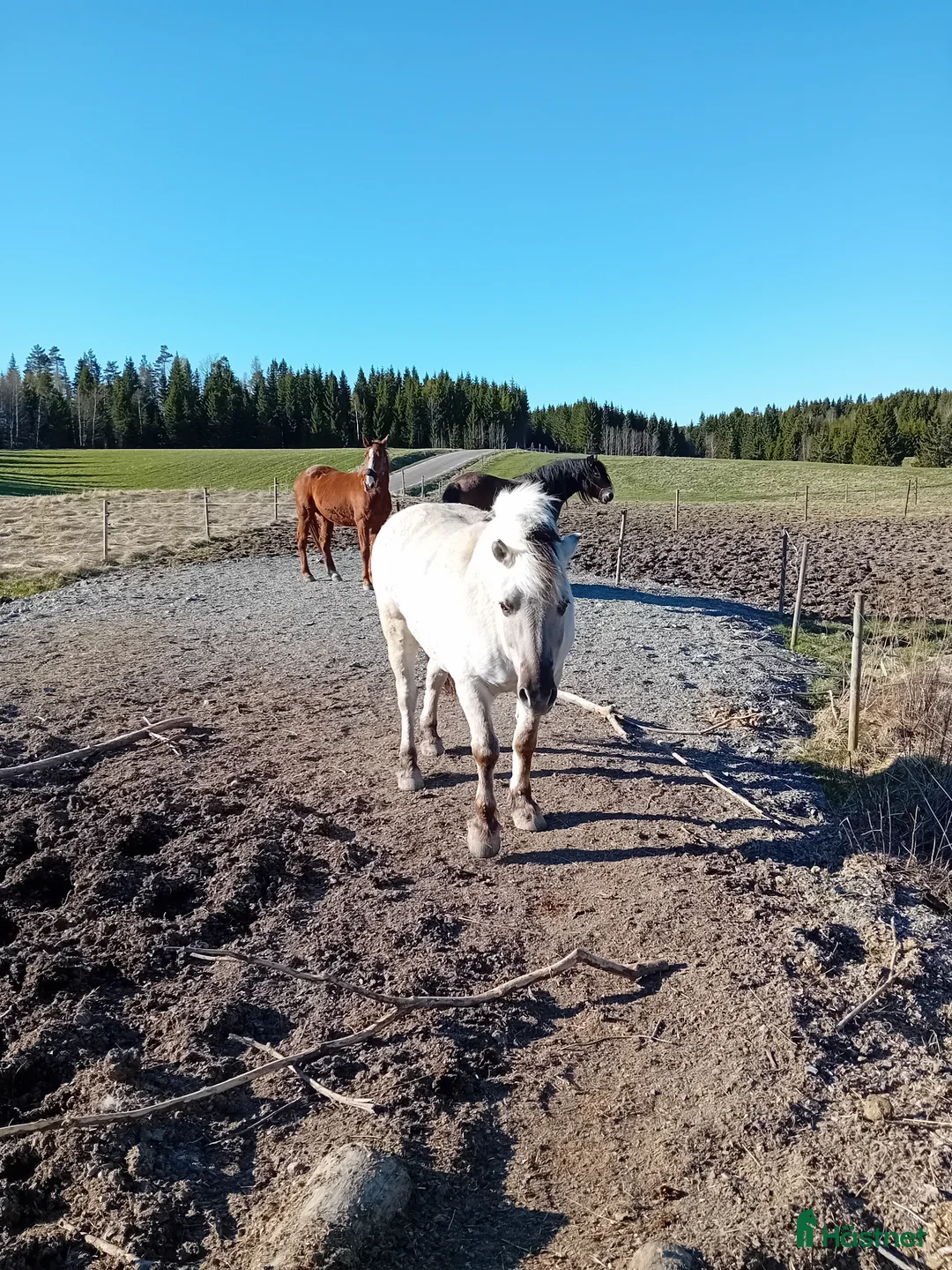 Övrigt hästar till salu: Gosig fjording - Annons 4