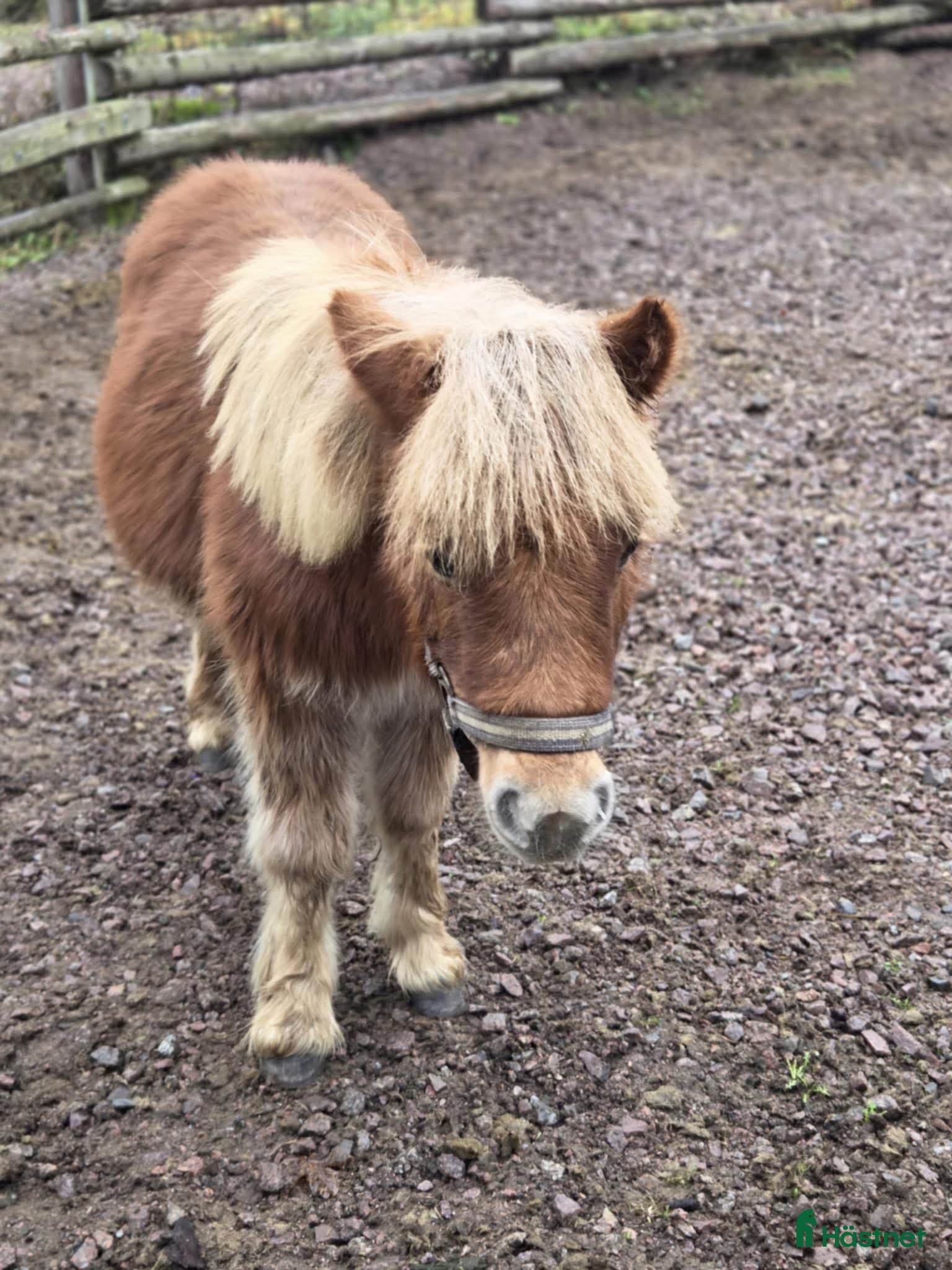  hästar Shetlandskille - Annons 11