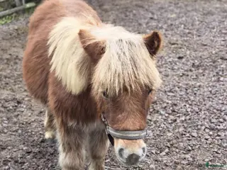 hästar Shetlandskille - Annons 11