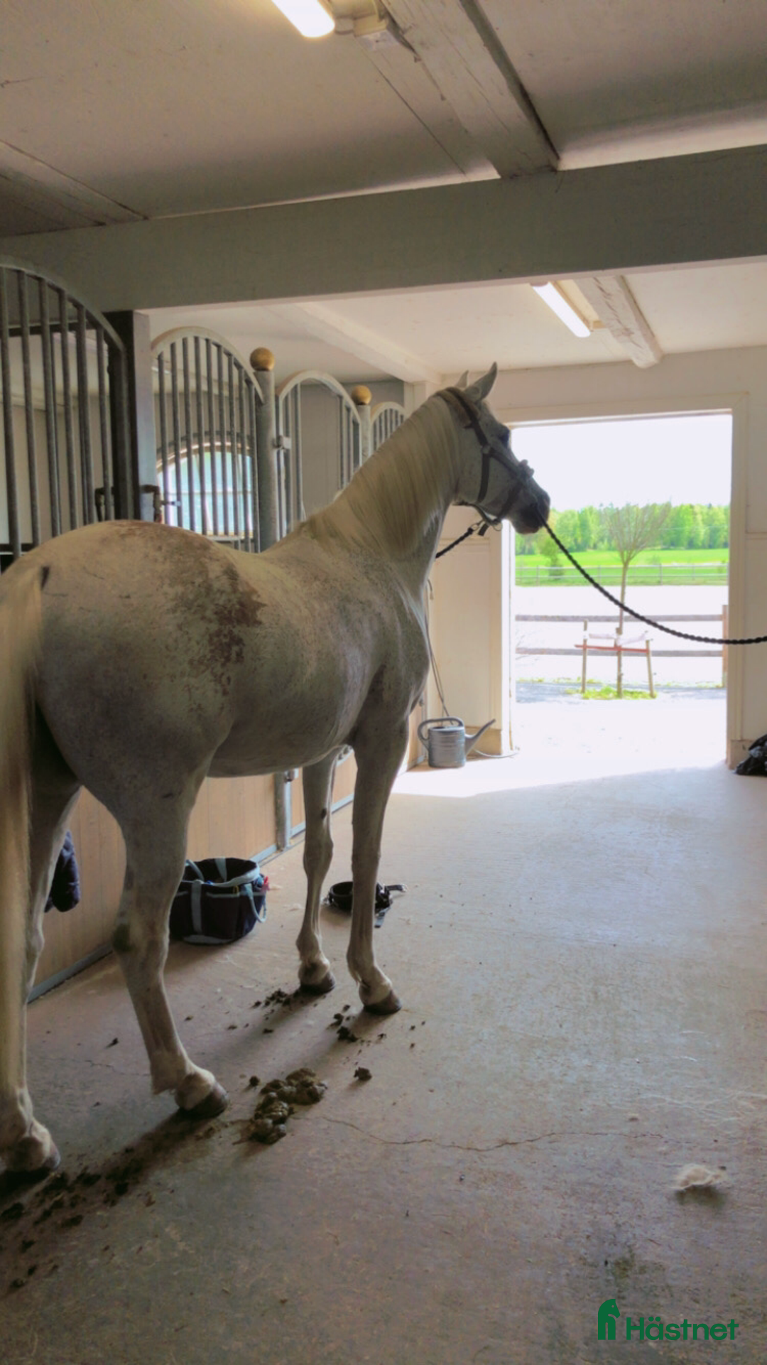  foderhäst sökes: Bästa vän sökes! i Mariestad - Annons 3