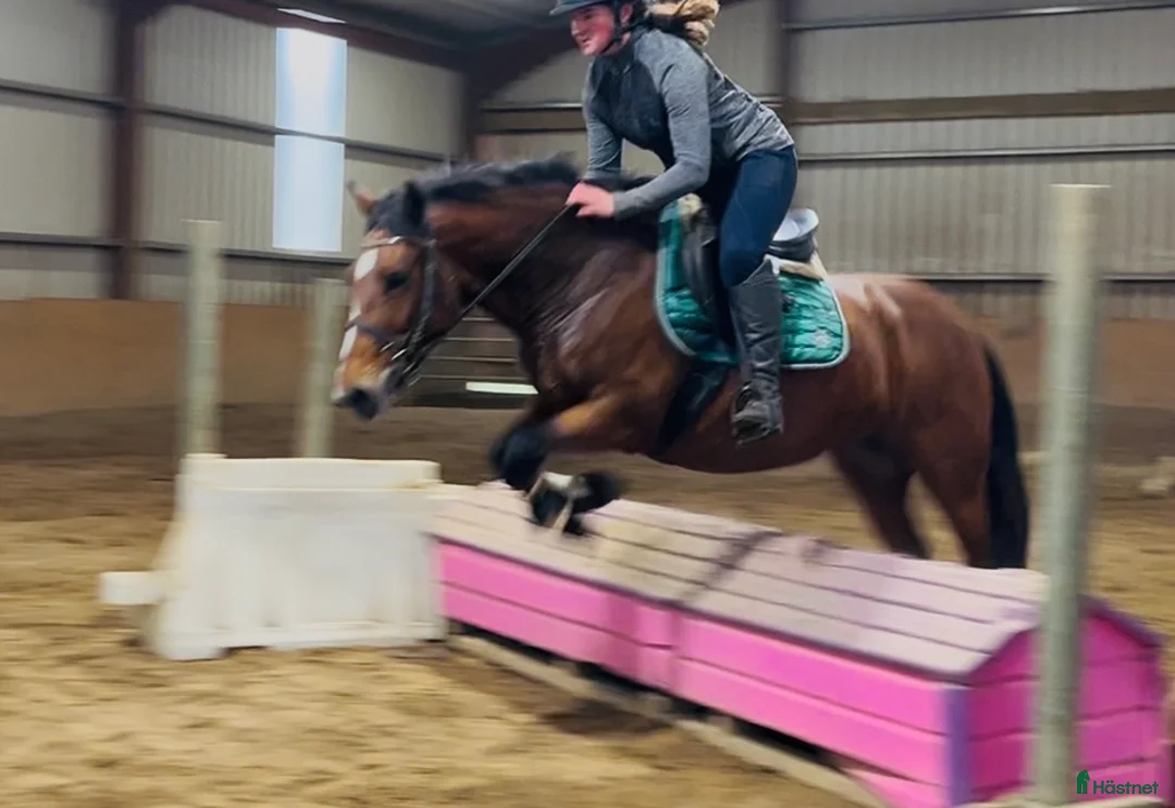 Allround hästar till salu: Selection of ponies i Ljungby - Annons 8