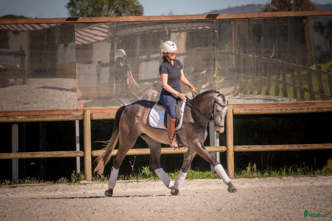 Working Equitation hästar till salu: Lusowarmblood 4-årigt sto - Annons 2