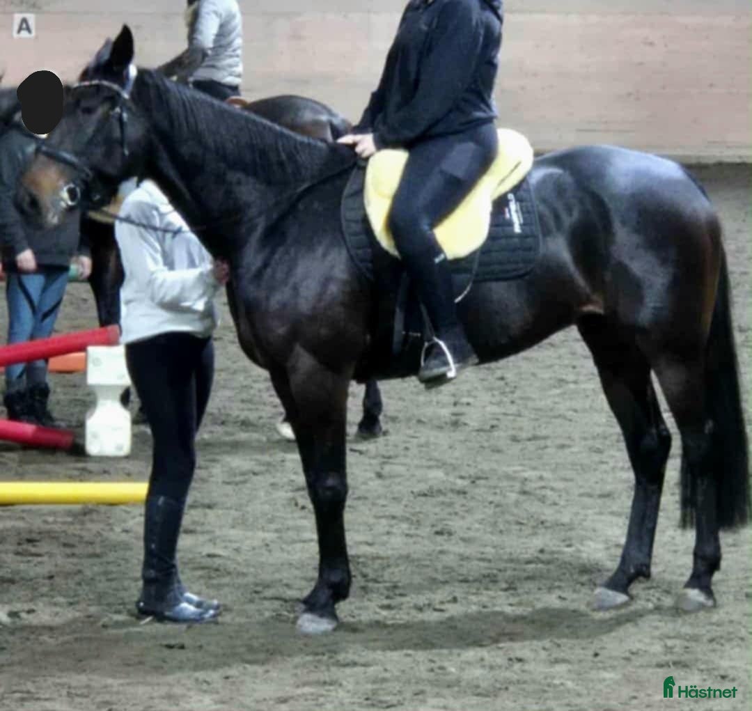  hästar Kraftfull sporthäst i Stenkullen - Annons 8
